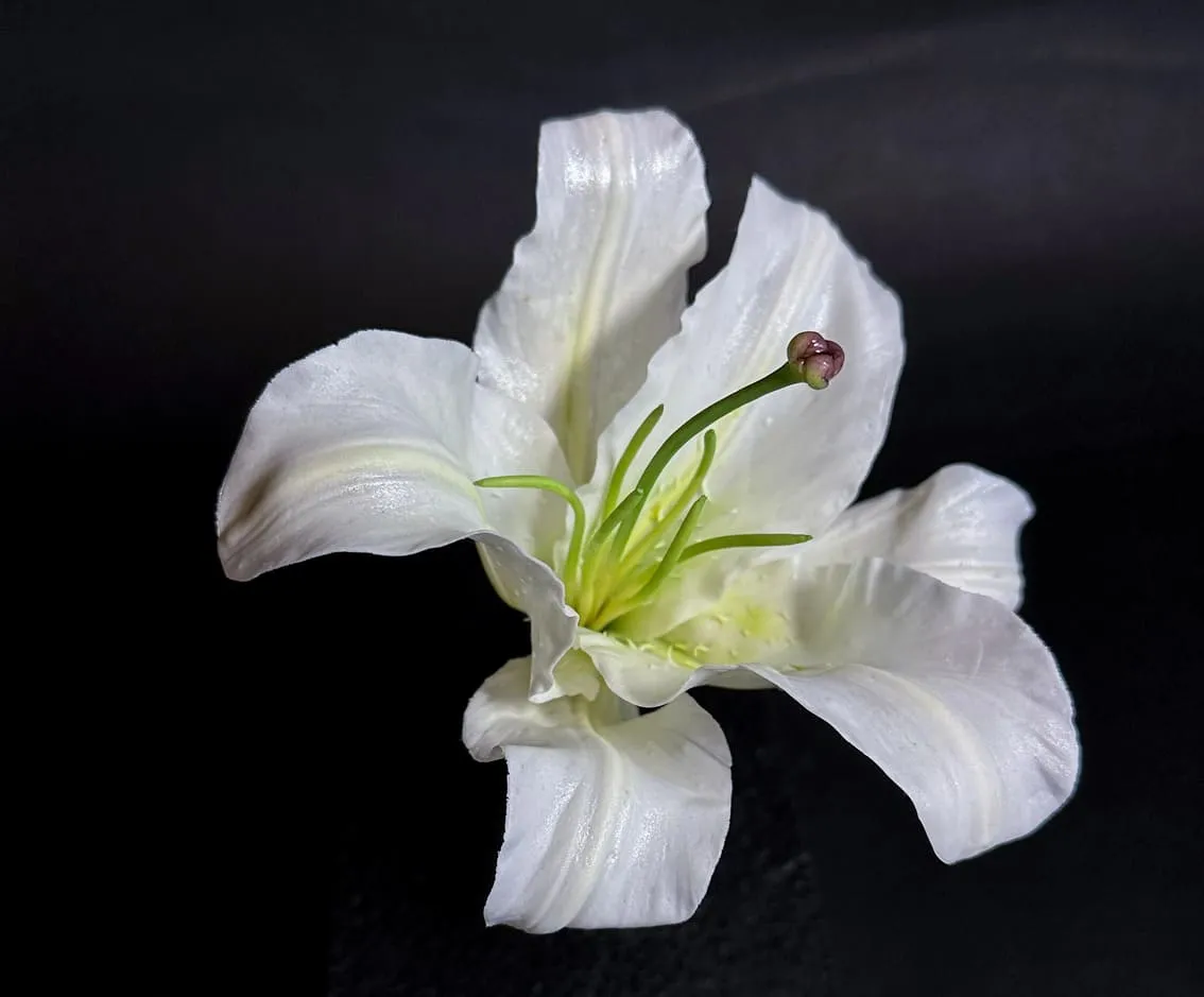 完成したカサブランカの一輪